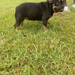 Karma - French Bulldog