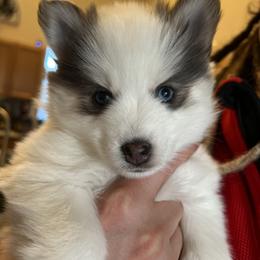 Pomsky Puppies from Destiny Pomskies LLC