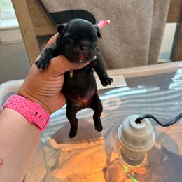 Pink girl - Brindle female French Bulldog puppy in Humble, Texas from Mary_Lands_dog_kennels