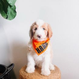 Firefly Black Collar - Fawn and white male Sheepadoodle puppy in Republic, Missouri from DOOD & Co