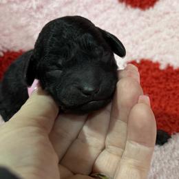 Light Pink - Phantom female Poodle puppy in Simms, Texas from Donna’s Aussies & Pink Heart Poodles