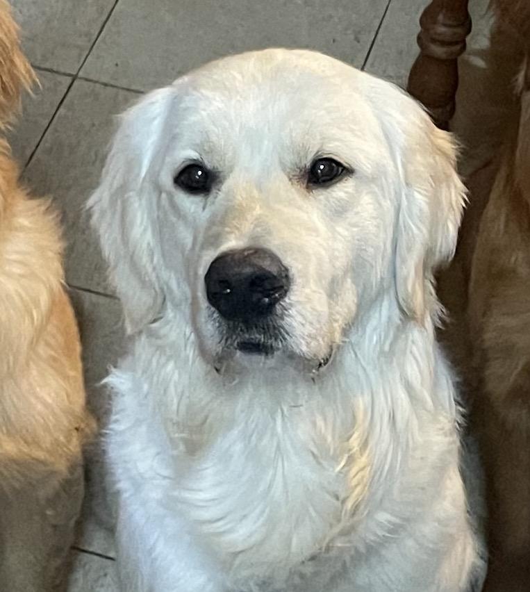 Prince