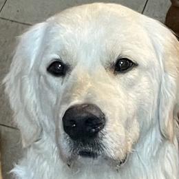 Prince - Golden Retriever