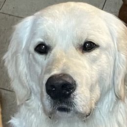 Prince - Golden Retriever