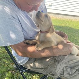 Labrador Retriever Puppies from Daisy Hill Farm