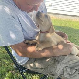 Labrador Retriever Puppies from Daisy Hill Farm