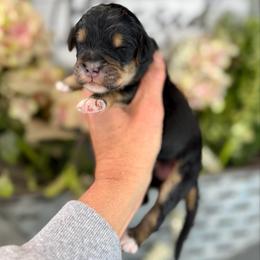 Black Cherry - Phantom female Pyredoodle puppy in Bowling Green, Ohio from FDF Pyredoodles & Bernedoodles