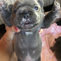 French Bulldog Puppies from Crooked C Ranch