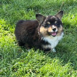 Shirley - Black and white female American Corgi puppy in Gainesville, Texas from AB Corgis