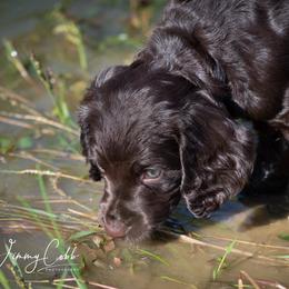 Boykin Spaniel Puppies from Cedarway Boykins