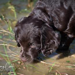 Boykin Spaniel Puppies from Cedarway Boykins