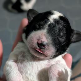 Alphonse - Parti male Poodle puppy in Salem Township, Maine from Moirae Poodles