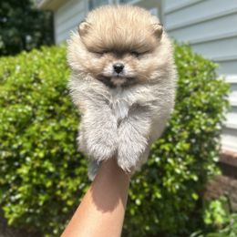 Boy 1 - Cream sable male Pomeranian puppy in Yorktown, Virginia from Amore Pomeranians