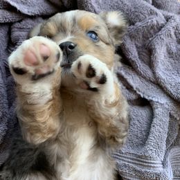 Miniature Australian Shepherd Puppies from 5 Star Mini Aussies