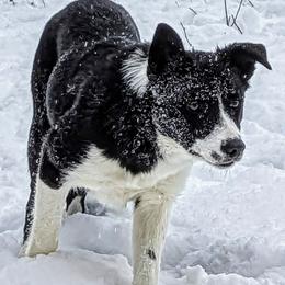 Skye (companion collie) - Black and white female Border Collie puppy in Strafford, Vermont from Thundering Paws Farm Working Collies