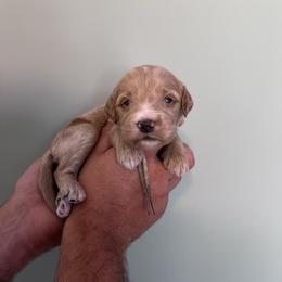 Thumper - Red  male Goldendoodle puppy in Calera, Alabama from Red Mountain Minis