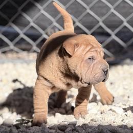Jagger - Brown sable male Chinese Shar-Pei puppy in Lehigh Acres, Florida from Florida Wrinkles