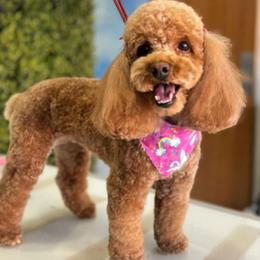 Petite - Maltipoo
