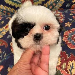Shih Tzus from Blue Heaven
