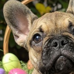 French Bulldogs from Priscilla's Frenchies