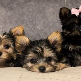 Yorkshire Terrier puppies from Broadway's Little Blessings