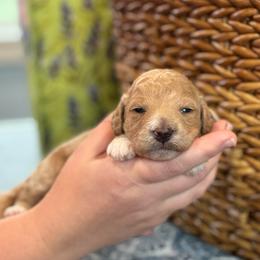 Jubilee - Apricot female Goldendoodle puppy in Wharton, Texas from Little Fur Friends