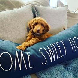 Bernedoodle and Goldendoodle Puppies from Doodling All Day Goldendoodles & Bernedoodles