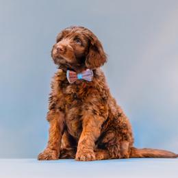 Aussiedoodle and Labradoodle Puppies from Doodles on Duty