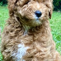 Goldendoodles from Deerhaven Doodles