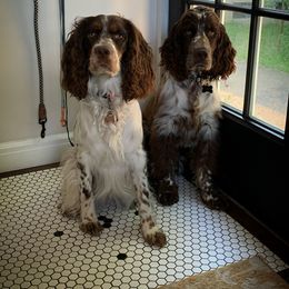 English Springer Spaniel Puppies from RoseMarie James Springer Spaniels