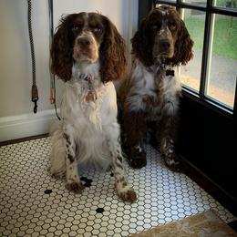 English Springer Spaniel Puppies from RoseMarie James Springer Spaniels