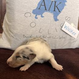 Collie Puppies from A/K Rough Collies