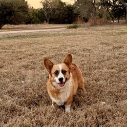Winnie - Pembroke Welsh Corgi