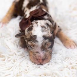 Crunch - Chocolate merle male Bernedoodle puppy in Richmond, Texas from Harper’s Heartbeats