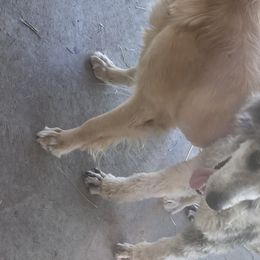 Aussiedoodles from Dores Doodles