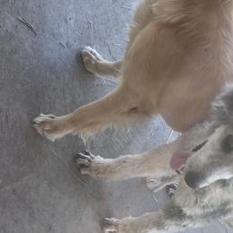 Aussiedoodles from Dores Doodles