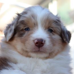 Olive - Red merle male Australian Shepherd puppy in Colorado from Firestone Australian Shepherds