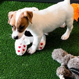 Boy 3 - male Jack Russell Terrier puppy in Cleburne, Texas from Jordan's Shorty Jacks