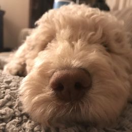 Goldendoodle, Schnoodle, and Sheepadoodle Puppies from Dood Ranch