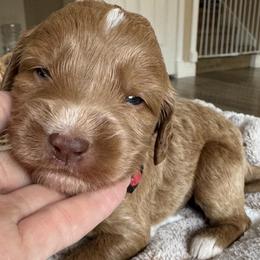 Ruby - Apricot female Goldendoodle puppy in Gilbert, Arizona from DogHouse Doodles