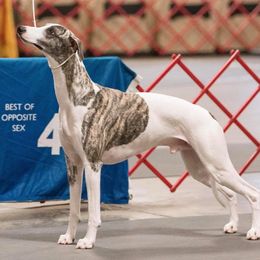 Whippet All Grown Up from Copestone Whippets