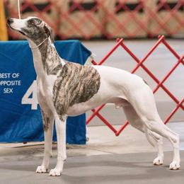 Whippet All Grown Up from Copestone Whippets