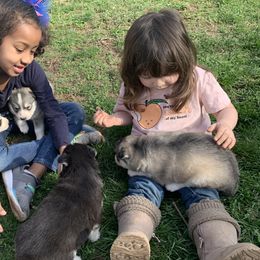Siberian Husky Puppies from Addicted to the husky life