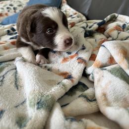 Border Collie Puppies from Athena’s Collies