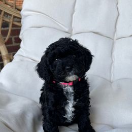 Cockapoo Puppies from Oak and Magnolia