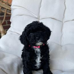 Cockapoo Puppies from Oak and Magnolia