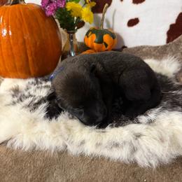 Boy 1 - Fawn sable male Belgian Malinois puppy in Cascade, Iowa from Platinum K9S