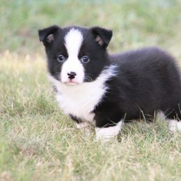 Boy 1 - Black and white male American Corgi puppy in Clovis, New Mexico from Sweet & Salty Cowdogs