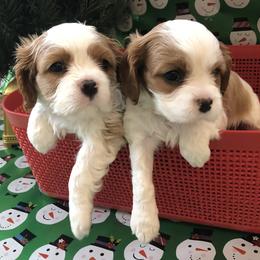 Cavalier King Charles Spaniel All Grown Up from Cutie Pie Cavaliers