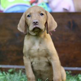 Hamm - Golden rust male Vizsla puppy in Bloomington, Indiana from Envizion